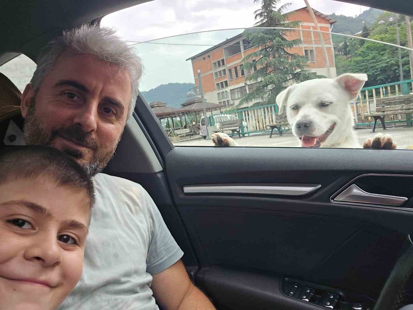 Esnafın peşinden ayrılmayan pitbull görünümlü köpek sosyal medyada gündem oldu