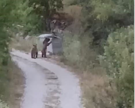 Köye inen ayıları "Gülümseyin çekiyorum" diyerek cep telefonuyla kaydetti
