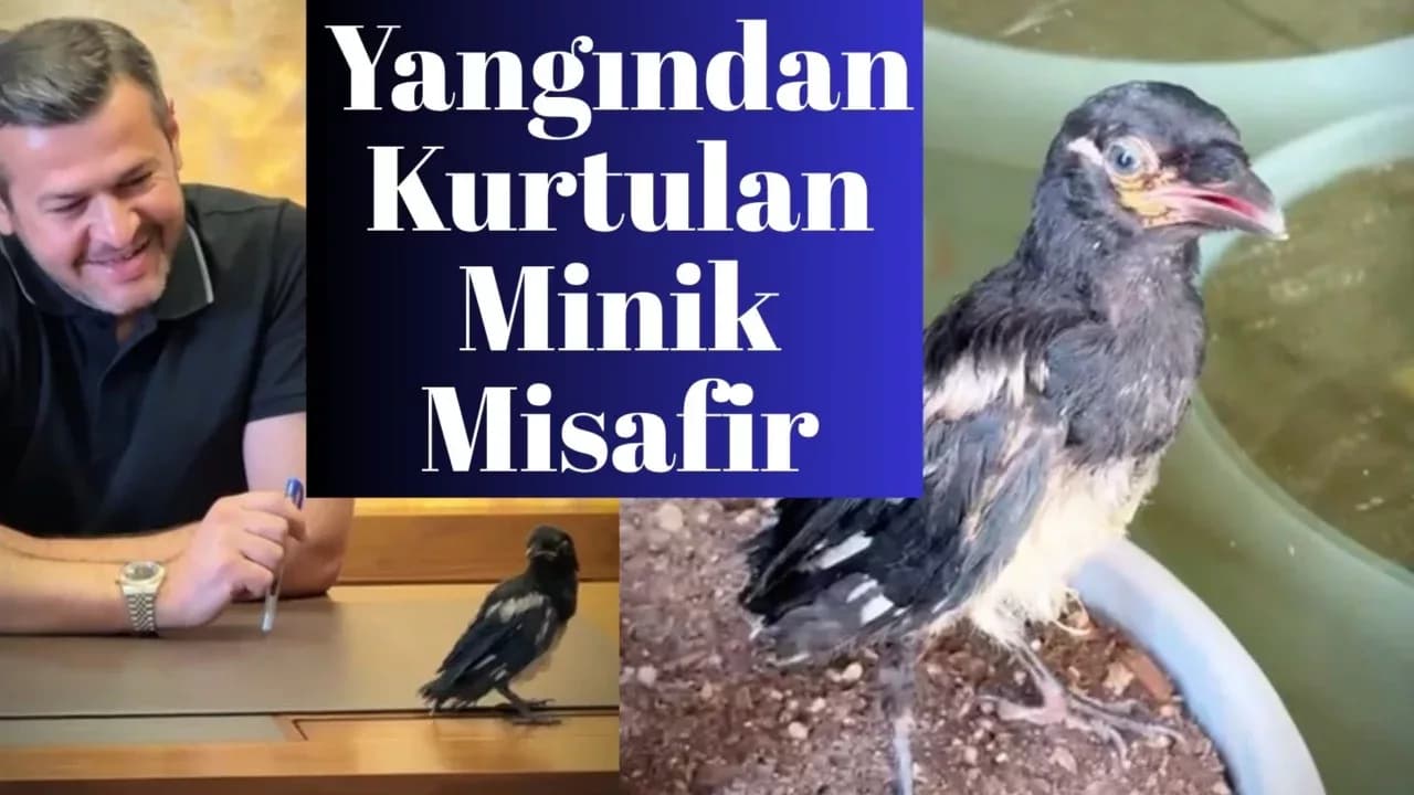 Yangından Kurtarılan Yaralı Saksağan Yavrusu Başkanın Makamında Şefkatle Bakılıyor