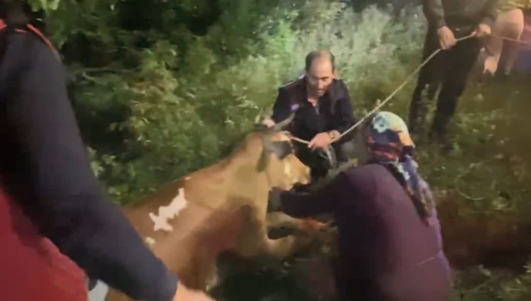 Artvin’de uçuruma düşen inek itfaiye ekiplerinin zorlu operasyonuyla kurtarıldı