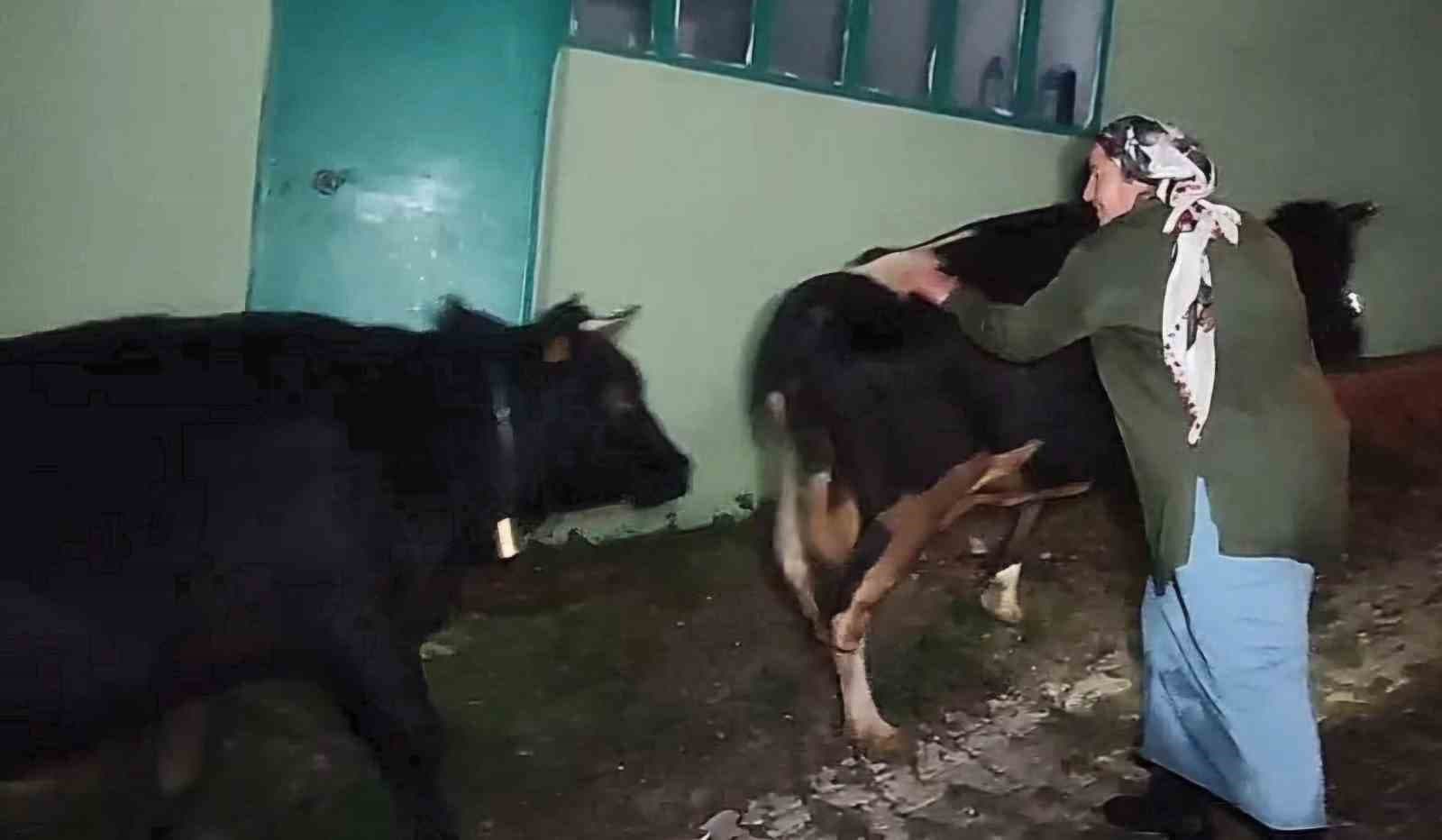 Dere suyu yükselince mahsur kalan hayvanlar 2.5 saatlik operasyonla kurtarıldı