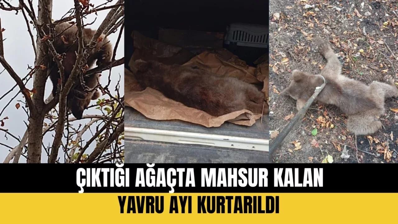 Çıktığı Ağaçta Mahsur Kalan Yavru Ayı Kurtarıldı