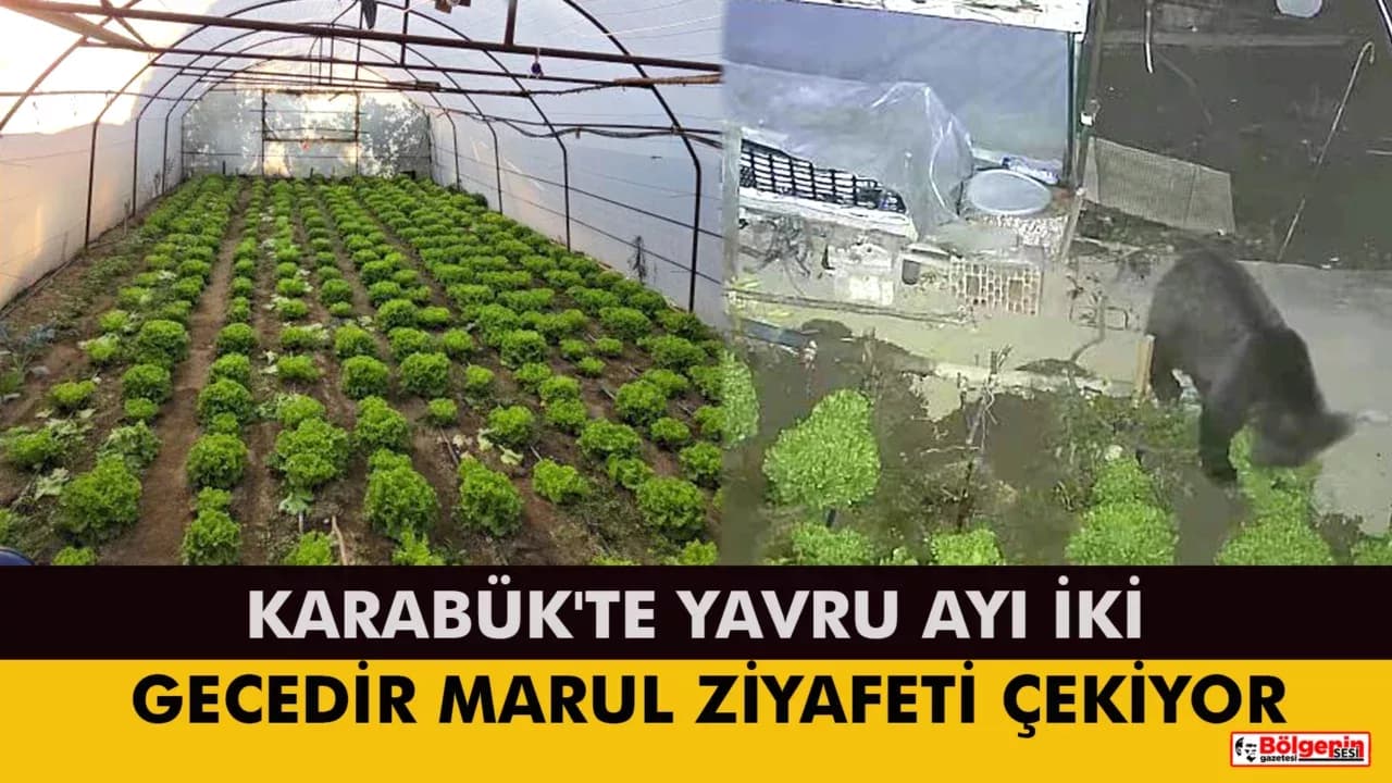 Karabük'te Yavru Ayı İki Gecedir Marul Ziyafeti Çekiyor