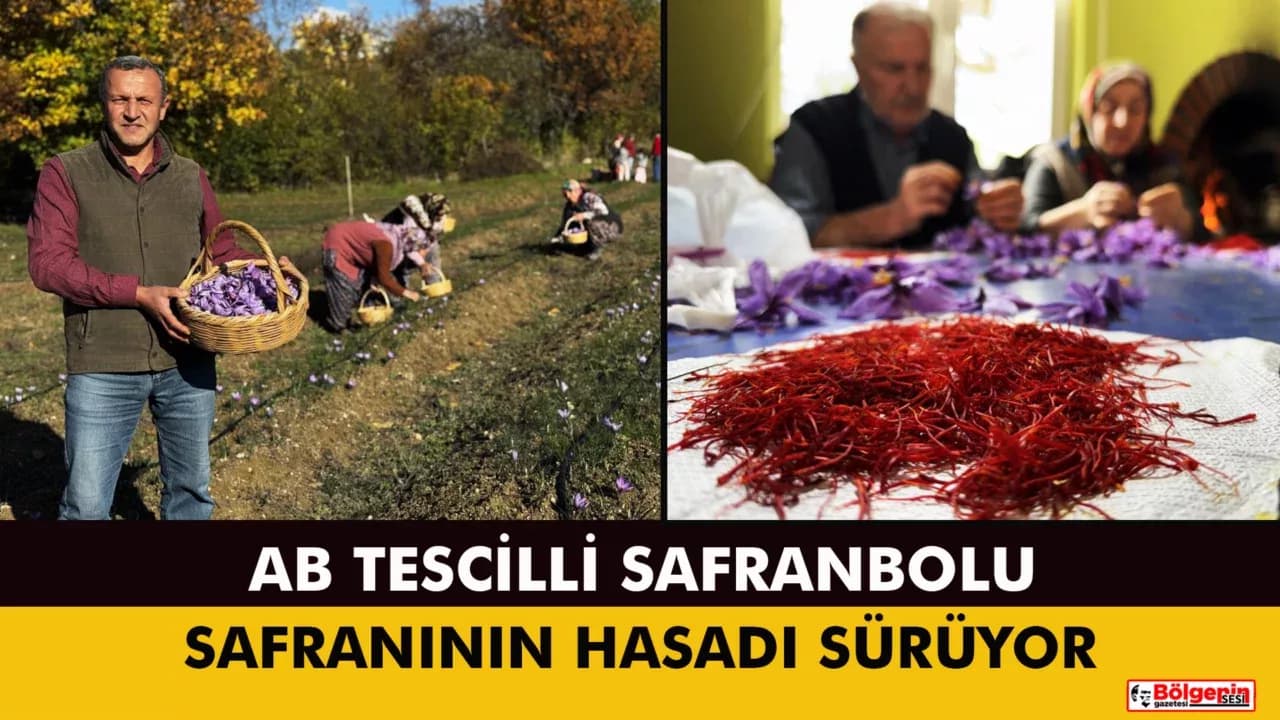 AB Tescilli Safranbolu Safranının Hasadı Sürüyor