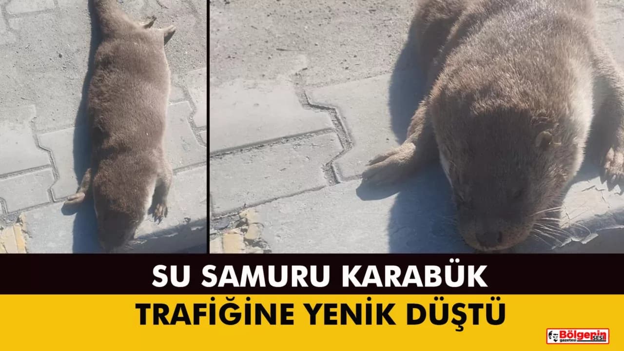 KARABÜK’TE ÜZÜCÜ OLAY: SU SAMURU TRAFİĞE YENİK DÜŞTÜ