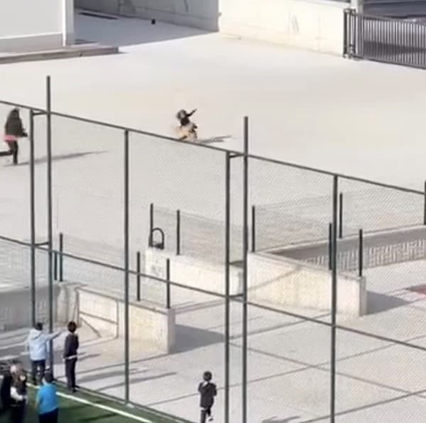 Okul bahçesine giren köpek çocuklara büyük panik yaşattı: O anlar kameraya yansıdı