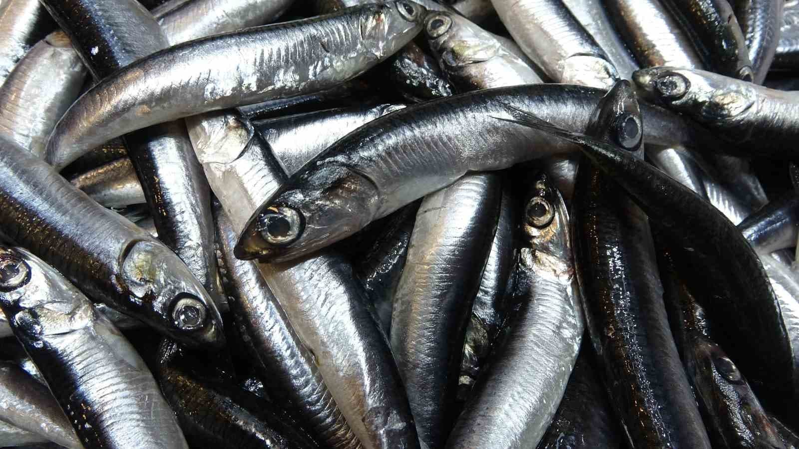 Karadeniz’de hamsi bolluğu sürüyor, mezgit ise birkaç gündür görünmüyor