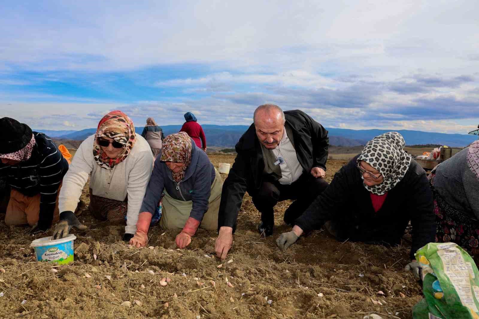 Dünyaca ünlü Taşköprü sarımsağının ekim sezonu erken başladı