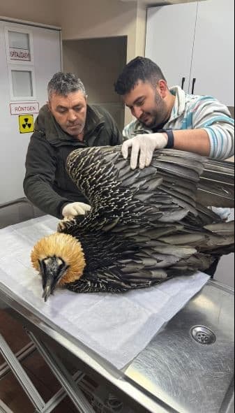 Artvin’de sakallı akbaba tedavisinin ardından yeniden doğaya salındı