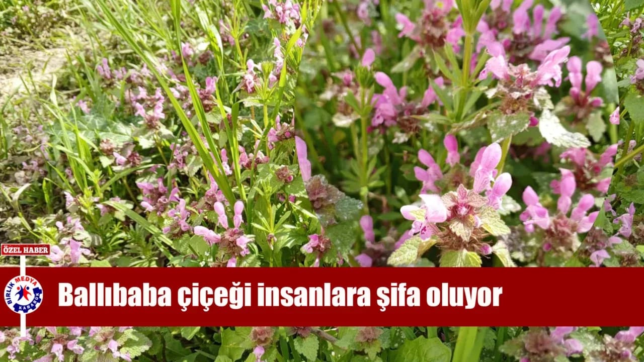 Doğada Açan Ballıbaba Çiçeği Arılara Nektar, İnsanlara Şifa Sunuyor