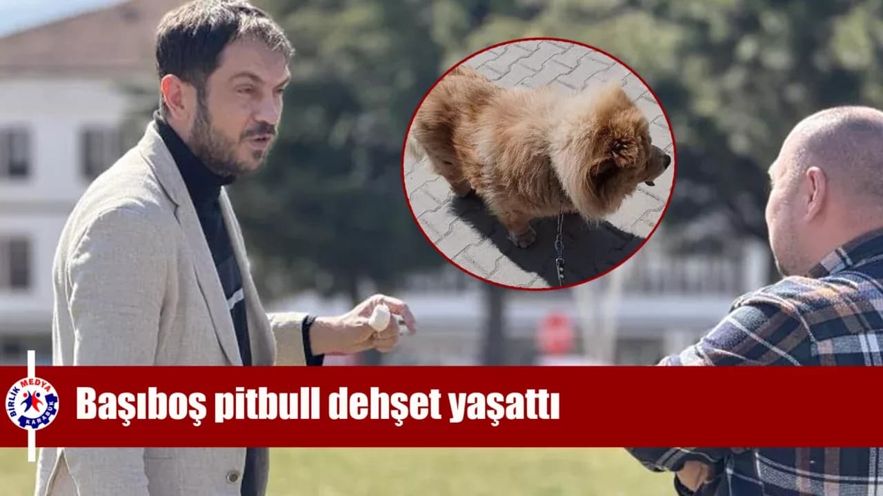 Başıboş pitbull, vatandaş ile köpeğine dehşeti yaşattı