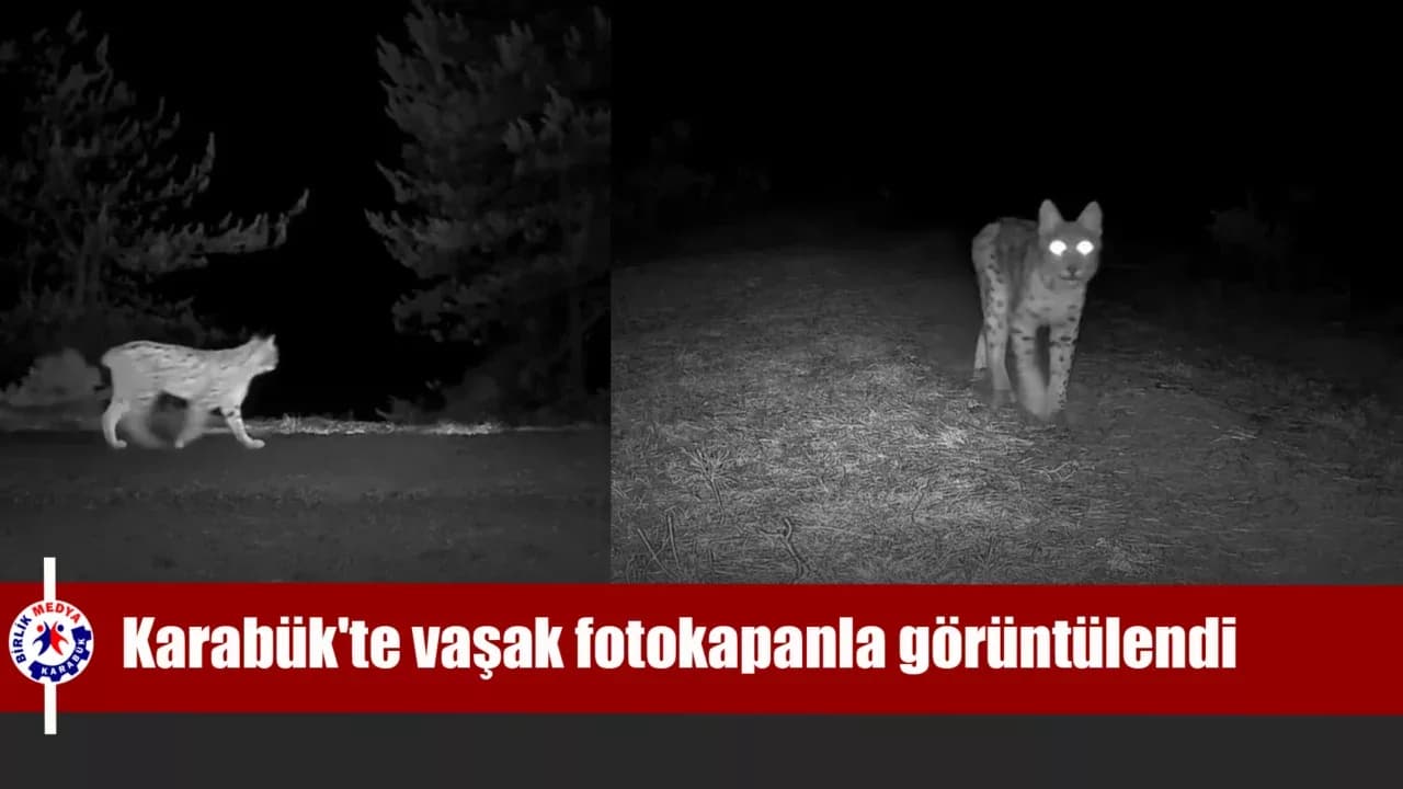 Karabük'te vaşak fotokapanla görüntülendi