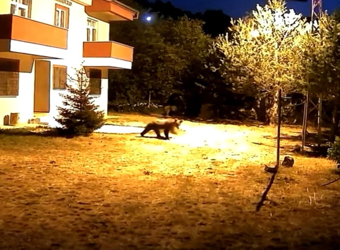 Gümüşhane’de alarm sesine aldırış etmeyen iki ayı görüntülendi