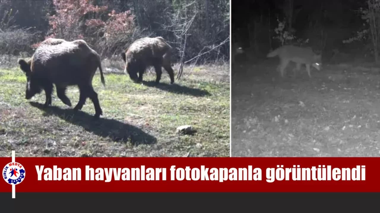 Yiyecek arayan yaban hayvanları fotokapanla görüntülendi