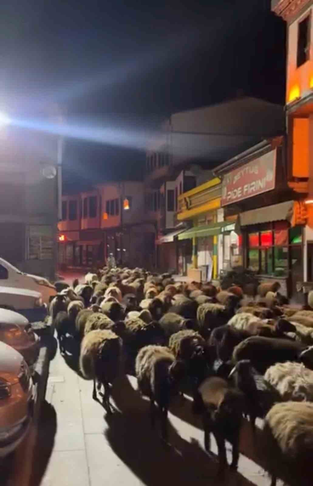 Tokat’ta yayla göçünde yüzlerce koyun şehir merkezinden geçti