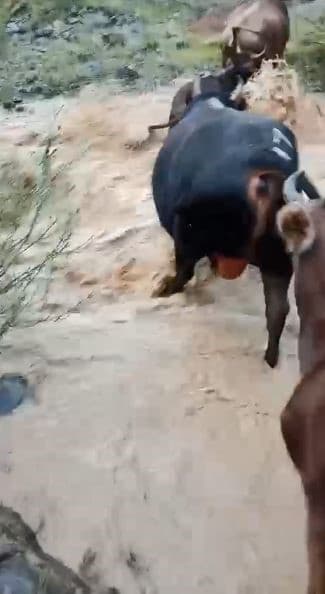 Yusufeli’nde taşan dereden geçen büyükbaş hayvanlar kamerada