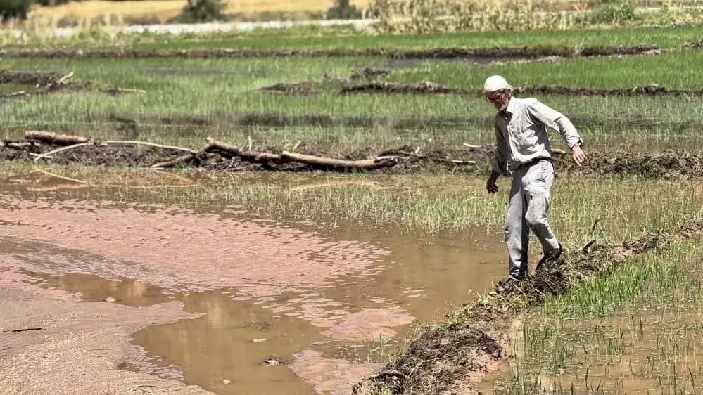 Karabük'te 30 dönümlük çeltik tarlası zarar gördü