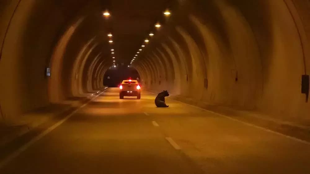 Karabük'te otomobilin çarptığı yaralı ayı tüneli birbirine kattı