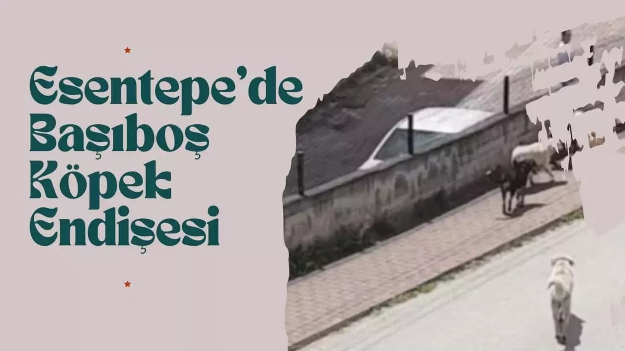 Esentepe'de Başıboş Köpek Endişesi "Çocuk Olsaydı Kesin Isırırdı"
