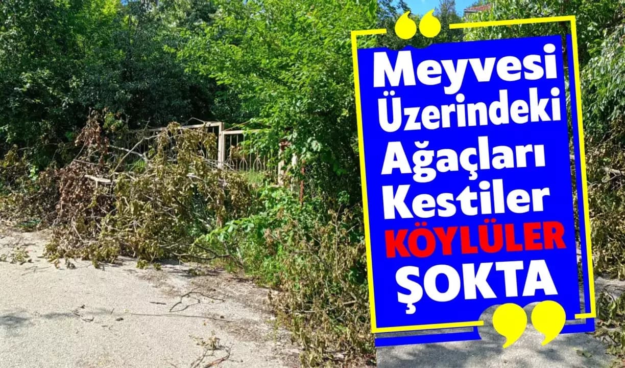 Karabük’te Köylüler Şokta: Meyve Veren Ağaçların Kesildiği İddiası