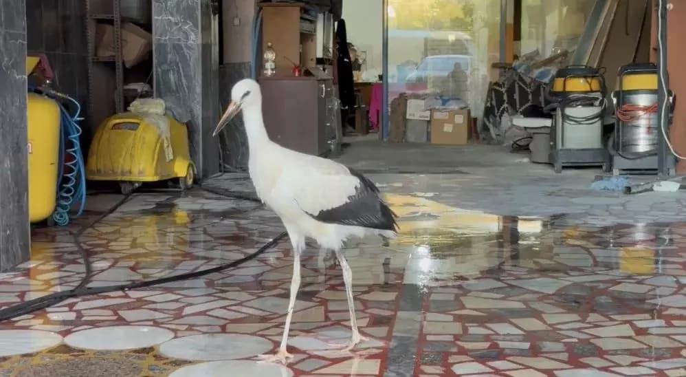 Karabük’te oto yıkamacıya sığınan leylek koruma altına alındı