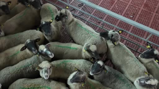 Kastamonu’da bilimsel çalışmalar meyvesini verdi: 55 koyun, 100’ün üzerinde kuzu doğurdu