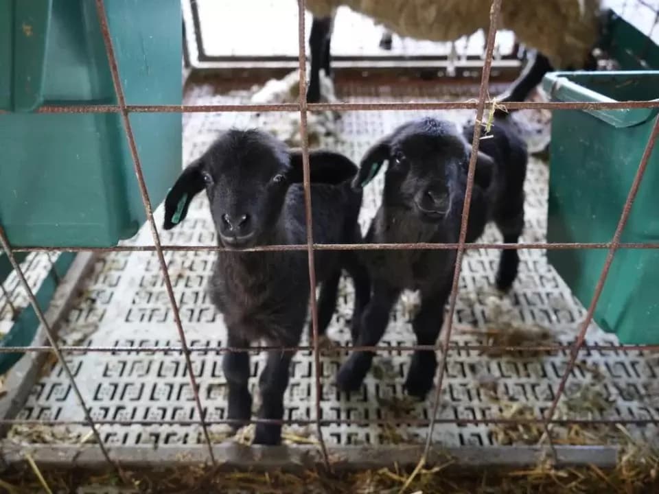 Kastamonu'da 55 koyun 100'ün üzerinde kuzu doğurdu