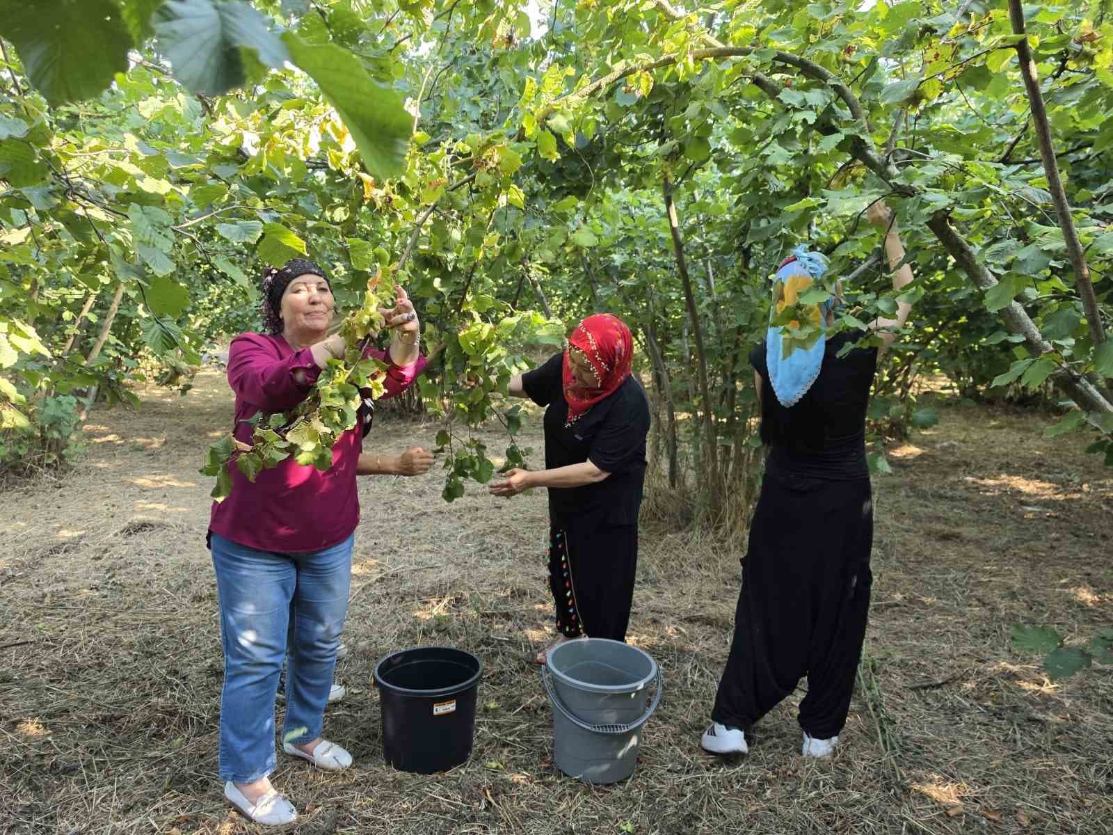 Düzce’nin ovalarında kadınların imece usulü fındık mesaisi başladı