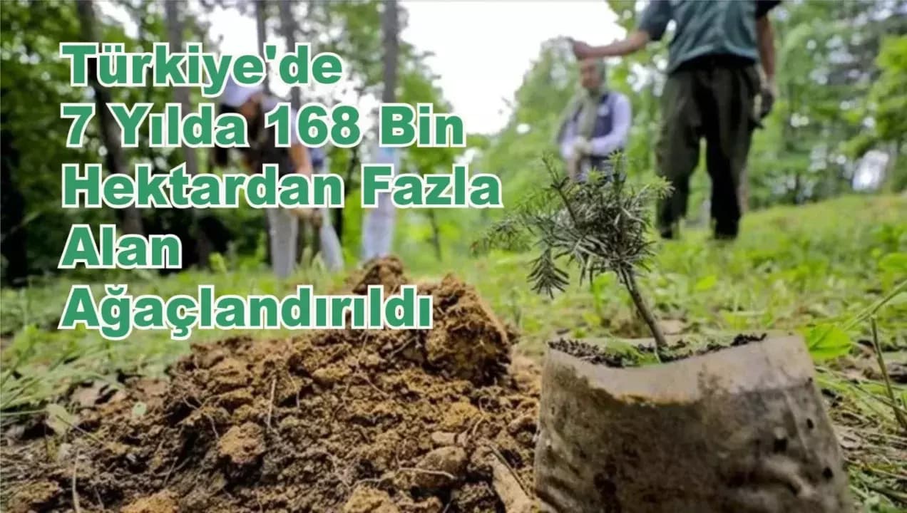 Türkiye'de 7 Yılda 168 Bin Hektardan Fazla Alan Ağaçlandırıldı