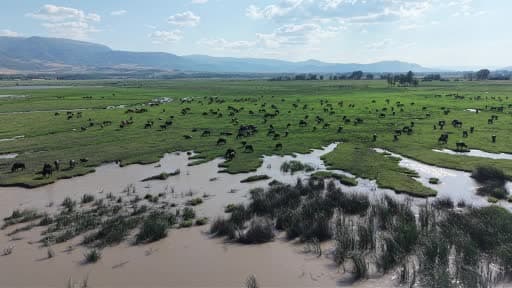 Tokat’ta mandaların serinleme keyfi belgesel görüntülerini aratmadı