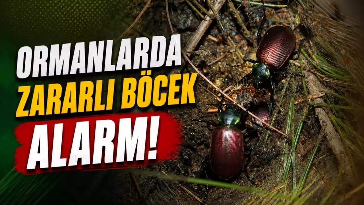 Karabük'ü Tehdit Eden Böcek İstilası Alarm Veriyor