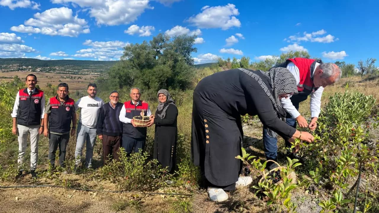Organik Aronya hasadı devam ediyor