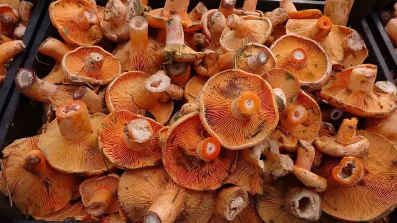 Mantarcılar Yasak Mağduru