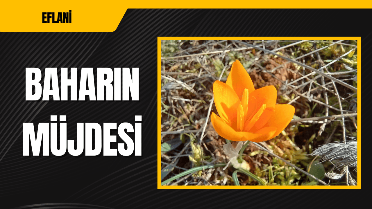 Karabük'te Baharın Müjdecisi Çiğdemler Çiçek Açtı