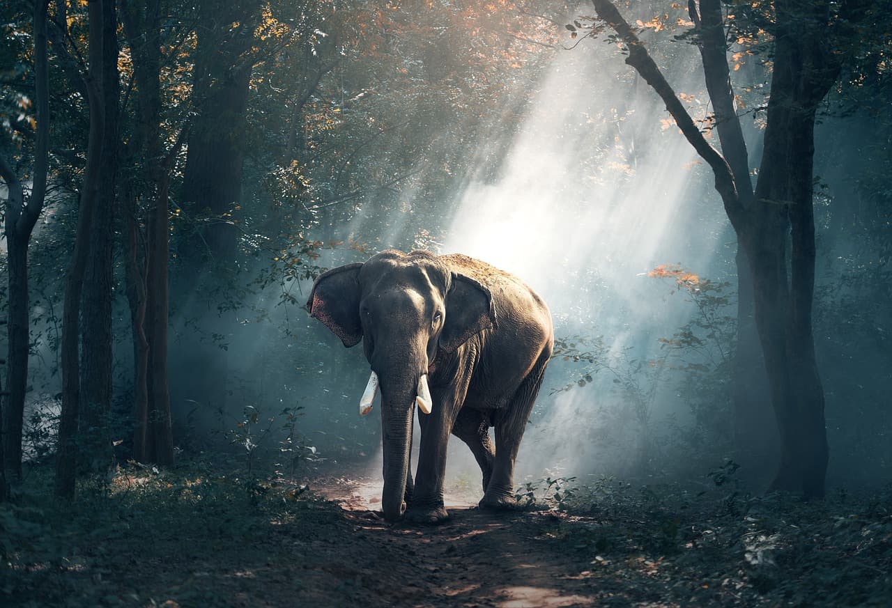 Milas Orman İşletme Müdürlüğü, ilkokul öğrencileriyle YK Enerji ait eski maden sahasına 1500 fidan dikti