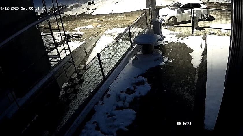 Aç kalan tilki Bolu sokaklarına indi