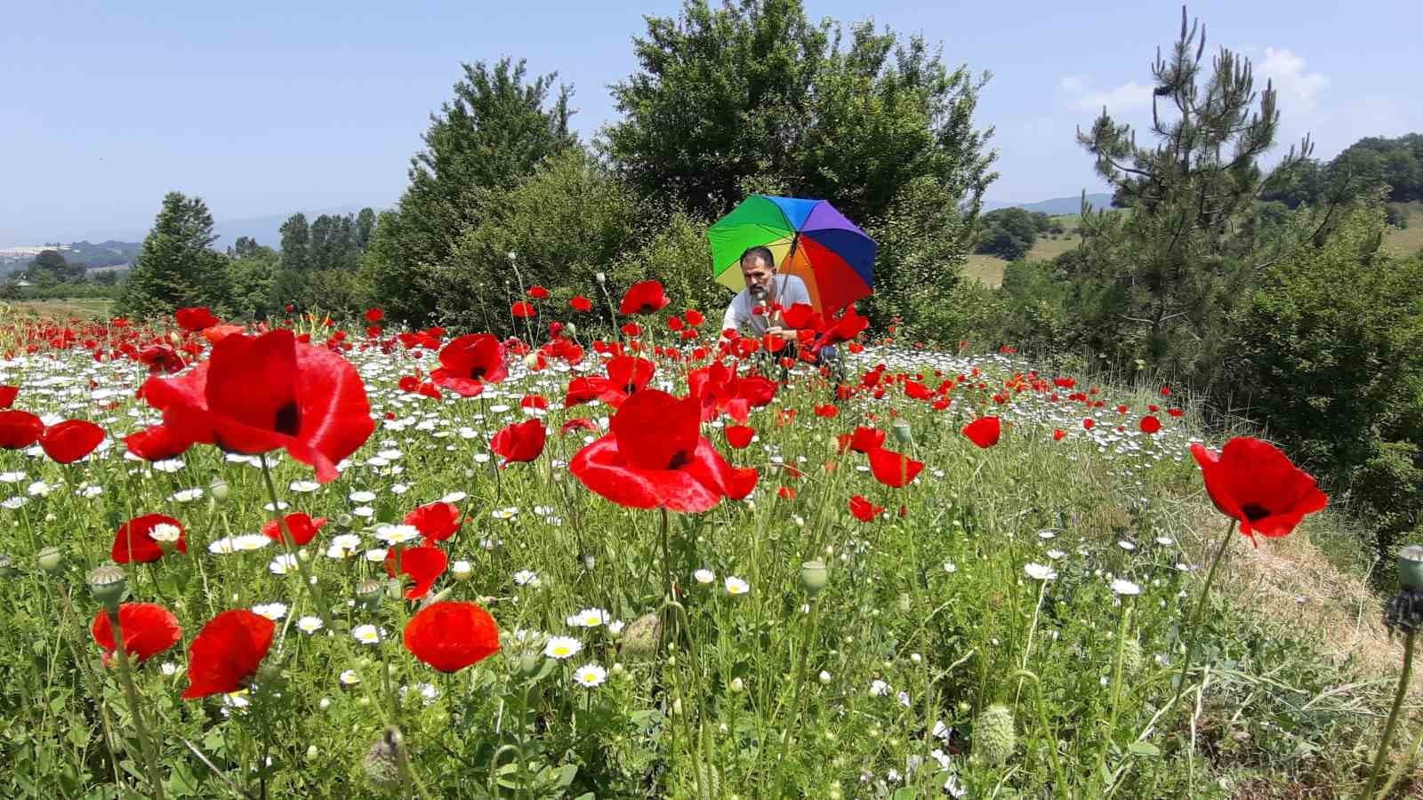 Gelincik ve papatya tarlası fotoğraf tutkunlarına görsel şölen sunuyor