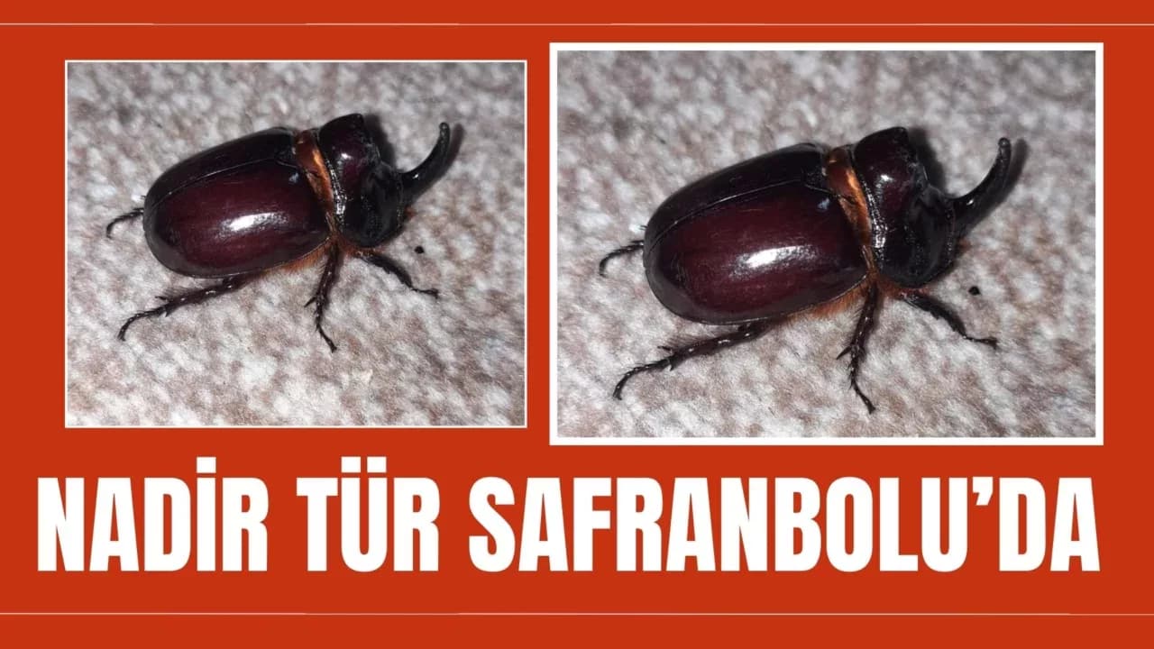Safranbolu'da Nadir Görülen Gergedan Böceği Bulundu