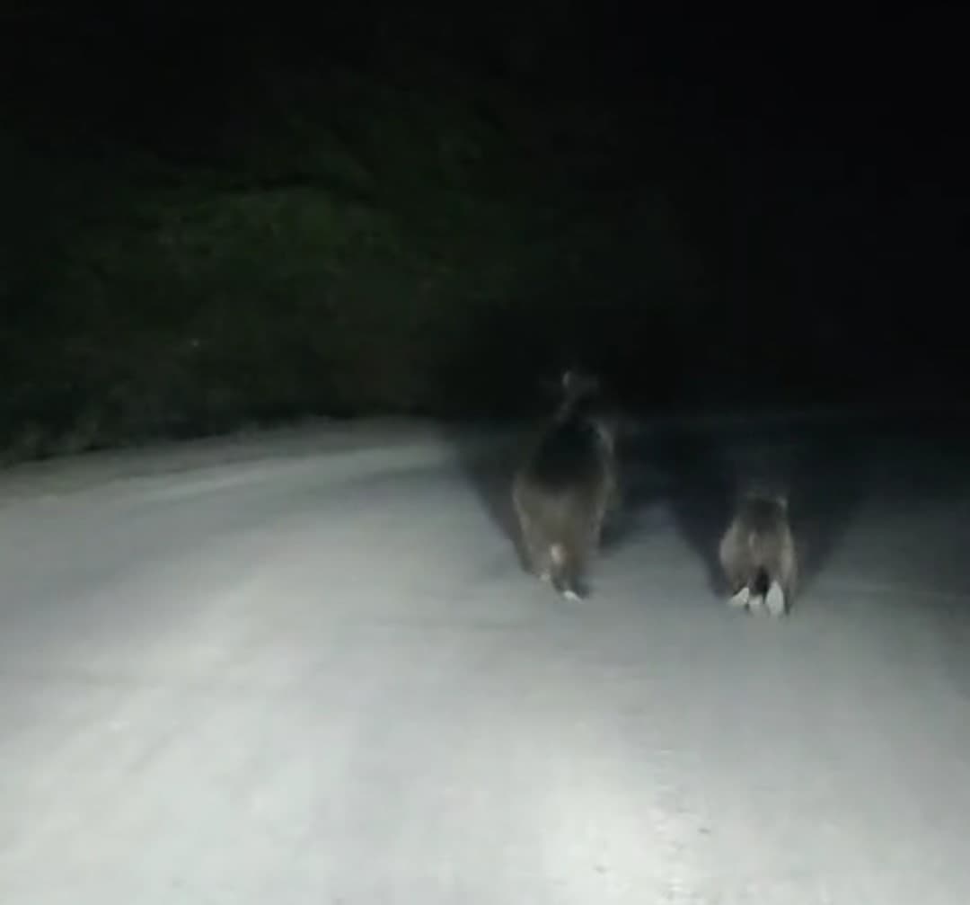 Seyir halindeki otomobilin önüne ayı çıktı