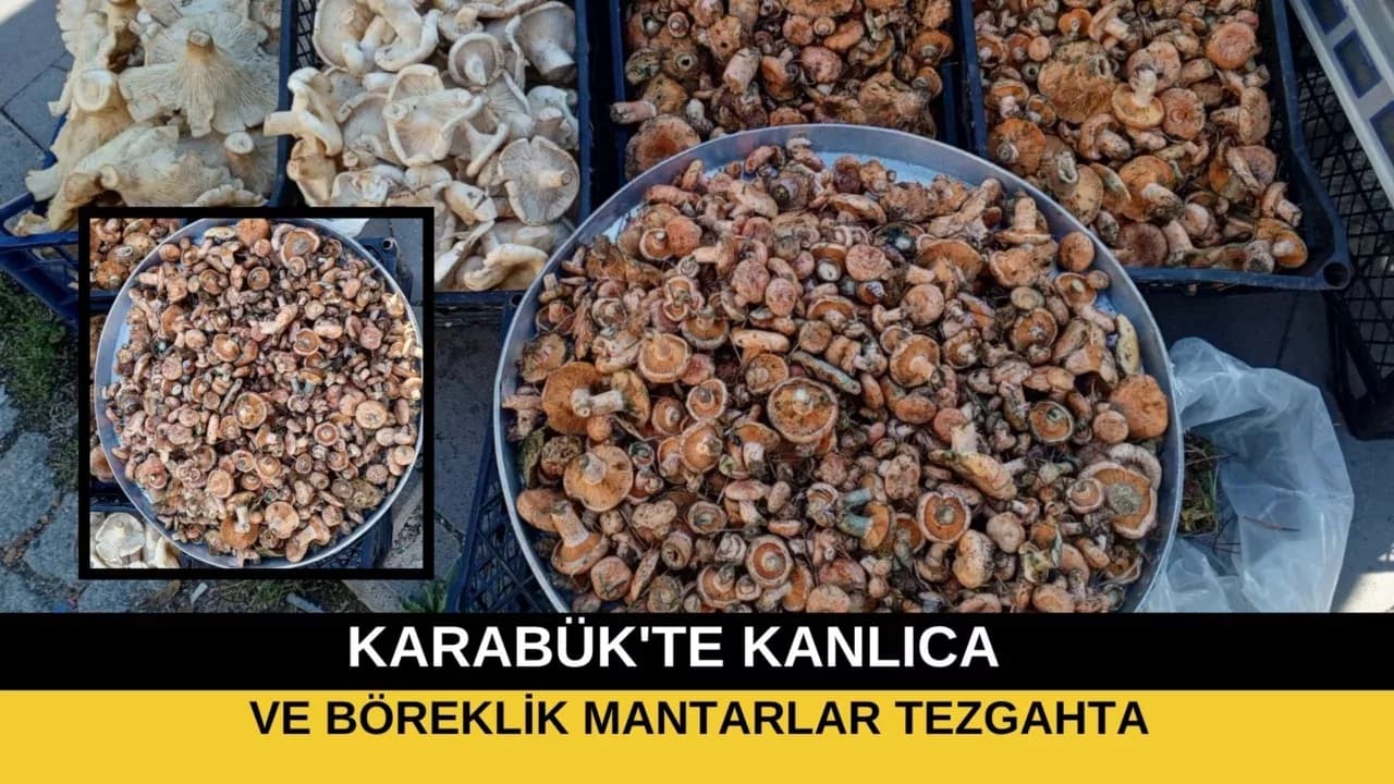 KARABÜK'TE KANLICA VE BÖREKLİK MANTARLAR TEZGAHTA