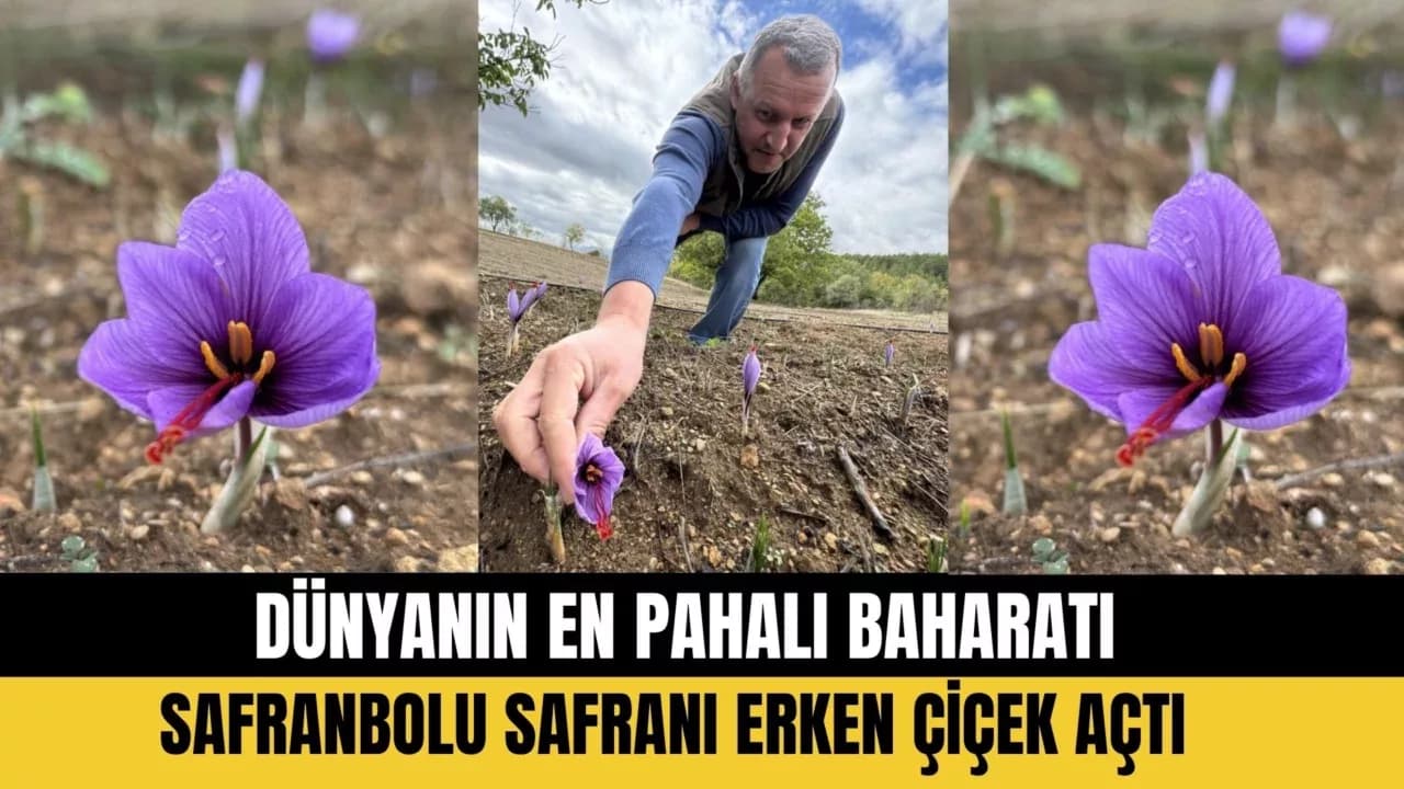 Safranbolu'da Soğuk Hava Dünyanın En Pahalı Baharatında Erken Çiçek Açtırdı
