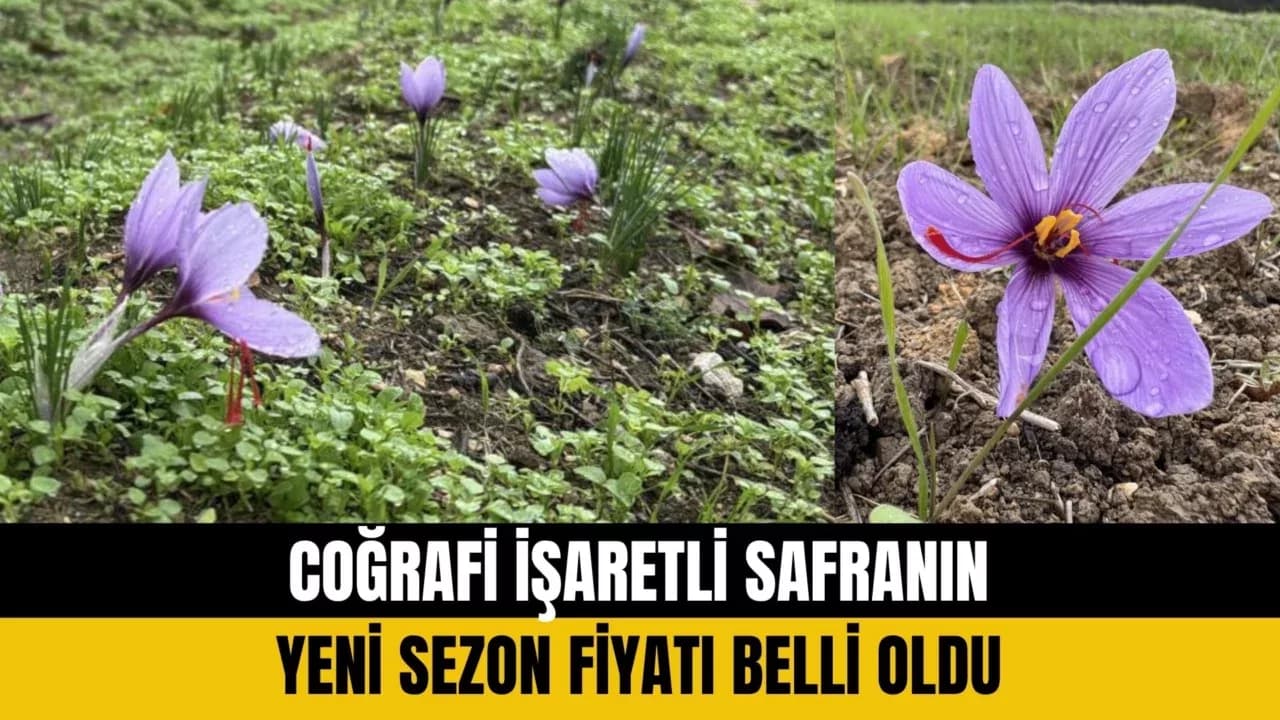 'Dünyanın en pahalı baharatı' safranın kilogramı Safranbolu'da 600 bin liradan satılacak