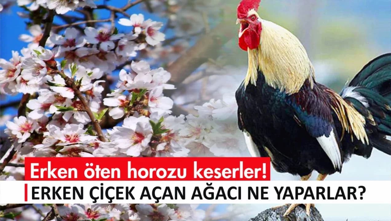 Erken öten horozu keserler... Erken çiçek açan ağacı ne yaparlar?