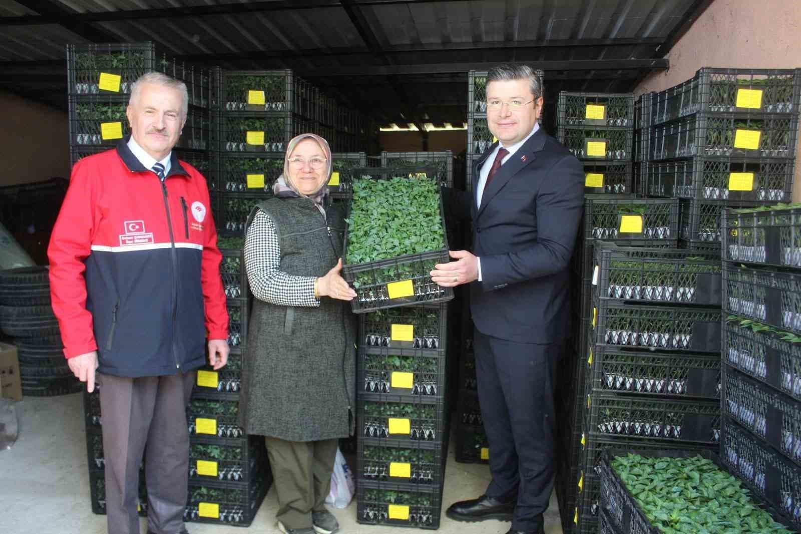 İnebolu’da çiftçilere 124 bin adet sebze fidesi dağıtıldı