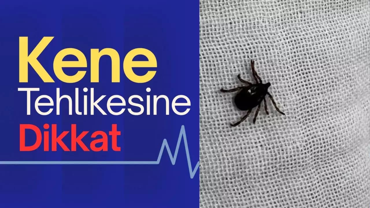 Karabük’te kene uyarısı
