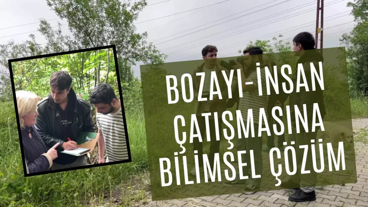 Ayı saldırılarından yola çıktı, insan ile bozayı çatışmasını bilimsel yöntemle çözecekler