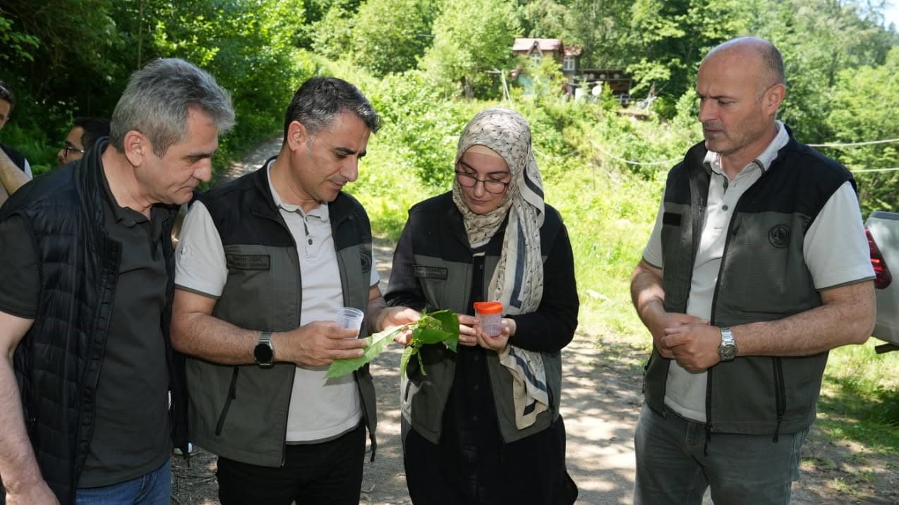 Kestane ormanlarını korumak için 5 bin samuray arısı doğaya salındı