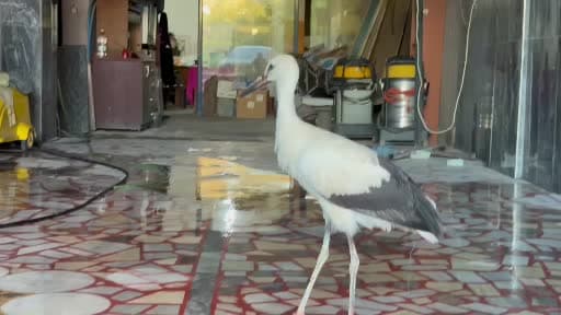 Karabük’te oto yıkamacıya sığınan leylek koruma altına alındı