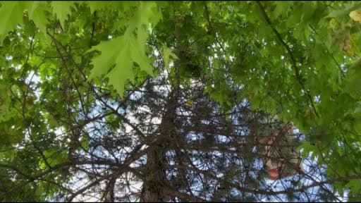 Saatlerce ağaçta bekledi: Duyarlı vatandaşın çağrısıyla mahsur kalan yavru kedi kurtarıldı