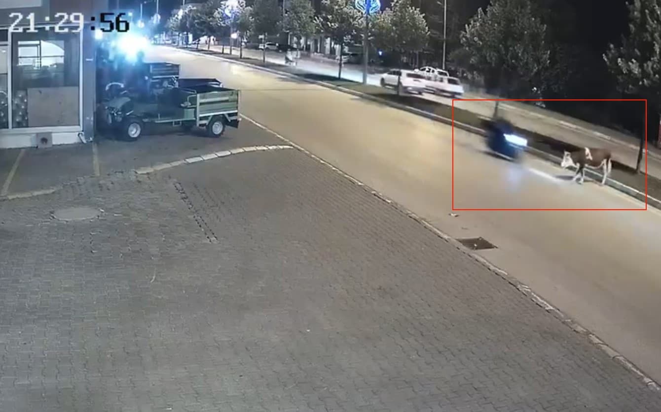 Motosikletle büyükbaş hayvana çarptı